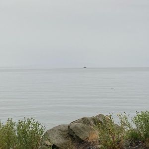 Meet your Posher, Joey